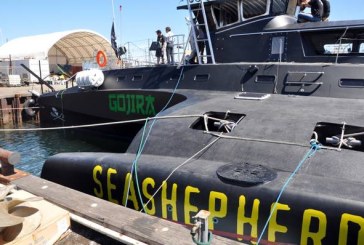 Ambiente: Sea Shepherd attaccata da unità giapponesi
